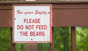 Do Not Feed The Bears—Fear Is Lying To You!
