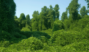 The Kudzu Effect: Buyers Tell Us How To Stand Out